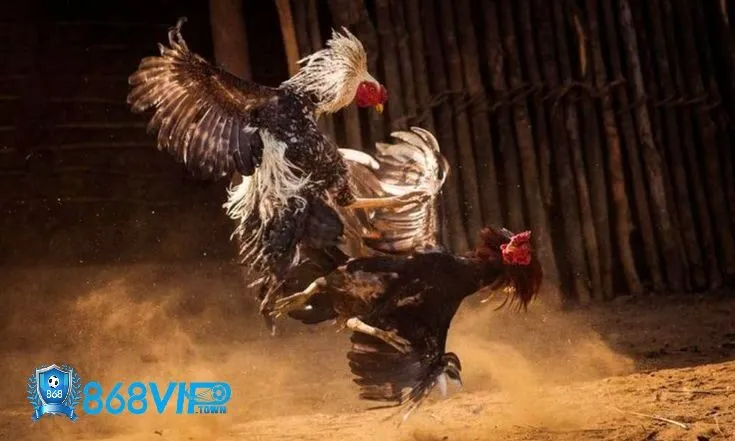 Cách Xem Ngày Đá Gà 868Vip | Lịch Đá Và Mẹo Xem Kết Quả - id Tổng quan về đá gà 868vip